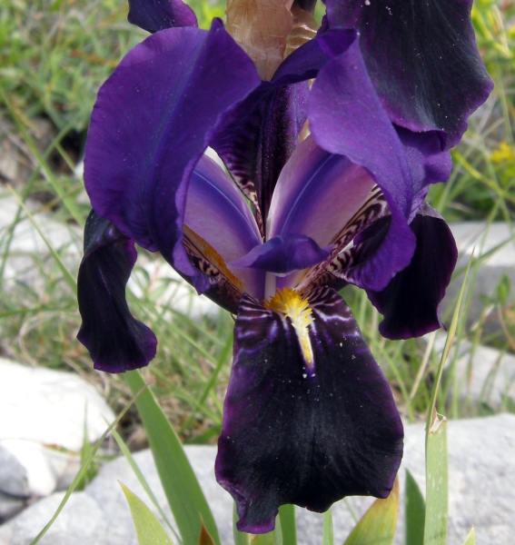 Iris suaveolens?